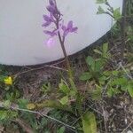 Orchis anatolica Fiore