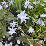 Scilla forbesii ফুল