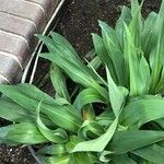 Polianthes tuberosa Blatt