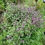 Ocimum kilimandscharicum Flor