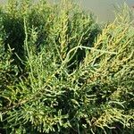 Salicornia europaea ഇല