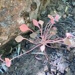 Claytonia rubra Blatt