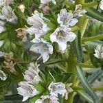 Echium callithyrsum Flower