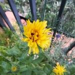 Calendula officinalisFlower