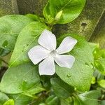 Vinca difformis Flor