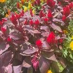 Amaranthus cruentusFlower