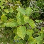 Viburnum dentatum Foglia