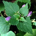 Lamium maculatum 葉