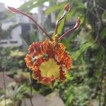 Psychopsis krameriana Flower