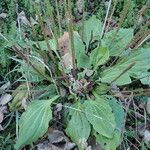 Plantago major Hábito