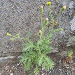 Senecio viscosus Habit