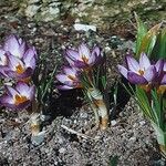 Crocus corsicus Habit