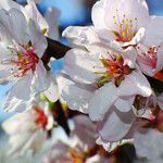 Prunus tomentosa 花