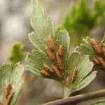 Asplenium aethiopicum Leaf