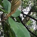 Coussapoa villosa 叶