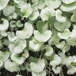 Dichondra argentea Φύλλο