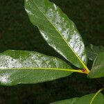 Quercus benthamii Leaf