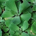 Pistia stratiotes 葉