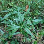 Persicaria hydropiper Habit