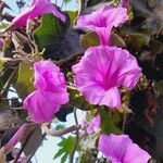 Ipomoea carneaFlower