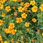 Tagetes tenuifolia Hàbitat