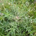 Cirsium ferox Frunză