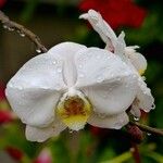 Phalaenopsis amabilis Blomst