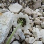 Achillea barrelieri 花