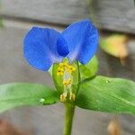 Commelina communis花