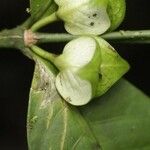 Faramea guianensis Flower