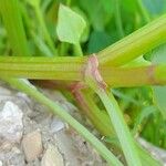 Rumex vesicarius Bark