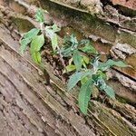 Buddleja globosa Habitus