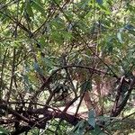 Debregeasia longifolia Hábito
