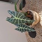 Alocasia sanderiana Liść