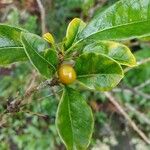 Pittosporum senacia Leht