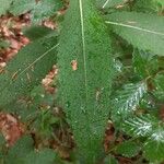 Senecio ovatus Leaf