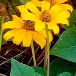 Heliopsis buphthalmoides Flor