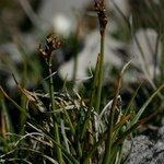 Carex glacialis Habitatea