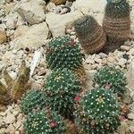 Mammillaria polythele Lehti