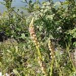 Orchis anthropophora Fiore