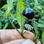 Atropa bella-donna ഫലം