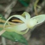 Angraecum moandense Flor