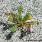 Calyptridium monandrum Hábito