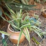 Chlorophytum capenseফুল