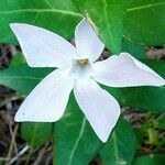 Vinca difformis Fuelha