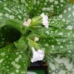 Pulmonaria saccharata Flower