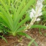 Chlorophytum africanum ഇല