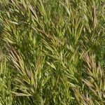 Bromus lanceolatus 形態