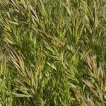 Bromus lanceolatus Συνήθη χαρακτηριστικά