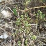 Galium parisiense Blad